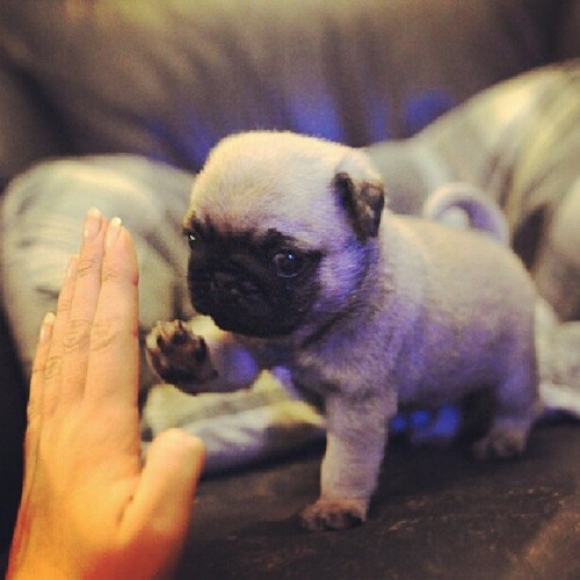 l-Pug-Puppy-Working-on-High-Five